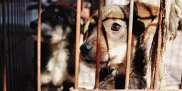 Proponen creación de registro nacional de maltratadores de animales para impedirles tener mascota o adoptar