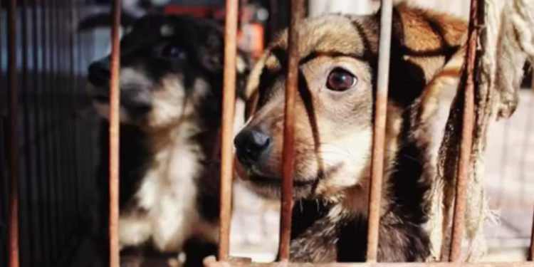 Proponen creación de registro nacional de maltratadores de animales para impedirles tener mascota o adoptar