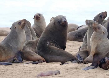 Condenan a seis meses de prisión a pescador que agredió a lobo marino en paracas