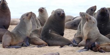 Condenan a seis meses de prisión a pescador que agredió a lobo marino en paracas
