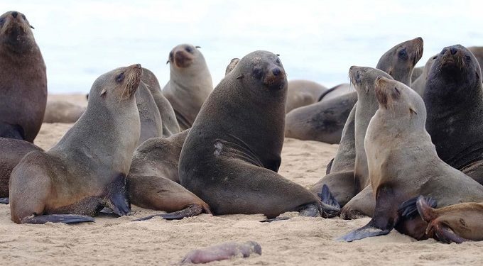 Condenan a seis meses de prisión a pescador que agredió a lobo marino en paracas