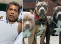 Padre de familia sufrió amputación de sus brazos tras ser atacado por 3 perros pitbulls: dueños no aceptan responsabilidad