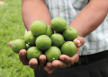 Precio del limón se duplica y podría llegar hasta 10 soles en septiembre