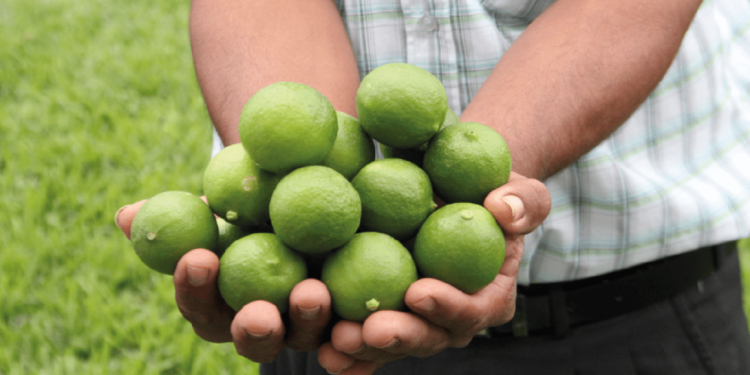 Precio del limón se duplica y podría llegar hasta 10 soles en septiembre