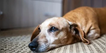 ¿Licencia por la muerte de tu mascota? Congreso propone proyecto que daría hasta tres días de ausencia