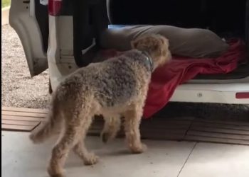 Perrito causó la muerte por accidente de su dueña al empujarla cuando llegó a su casa