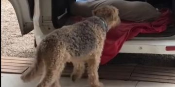 Perrito causó la muerte por accidente de su dueña al empujarla cuando llegó a su casa