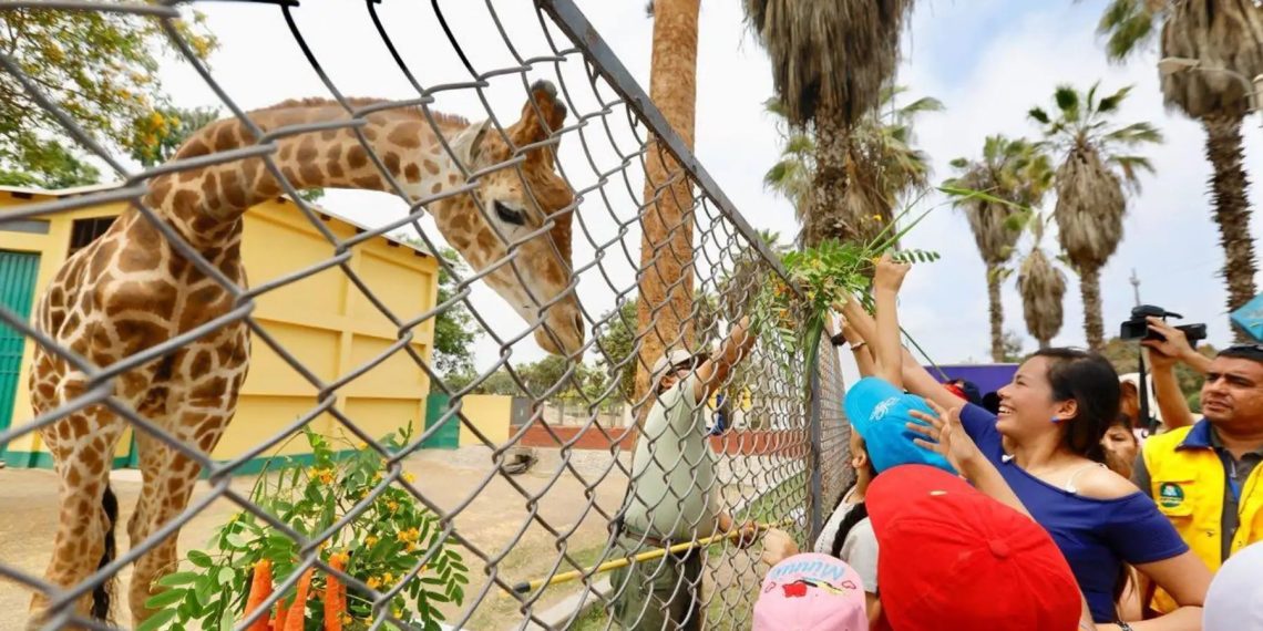 ¿Adiós a los zoológicos en Perú? Congresista Guido Bellido propone la eliminación progresiva de los zoológicos públicos a nivel nacional
