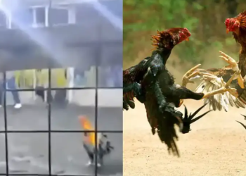 Gallo de pelea causa la muerte de su criador tras atacarlo durante una competencia