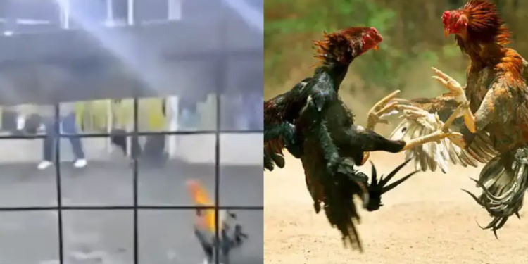 Gallo de pelea causa la muerte de su criador tras atacarlo durante una competencia