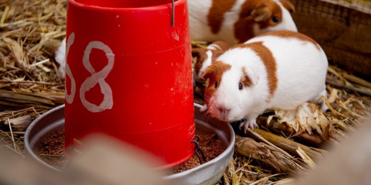 MIDAGRI construyó más de 4 200 galpones de cuyes en 15 regiones del país