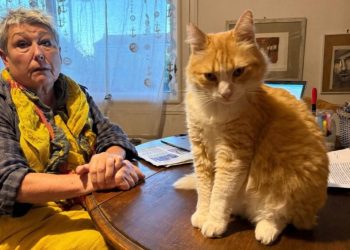 Prohíben a un gato salir de casa por orden judicial tras la queja de un vecino