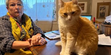 Prohíben a un gato salir de casa por orden judicial tras la queja de un vecino