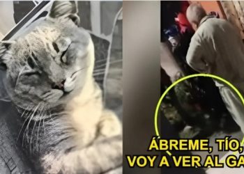 Hombre mata a palazos a gatito en La Victoria: vecinos piden que sujeto no sea liberado