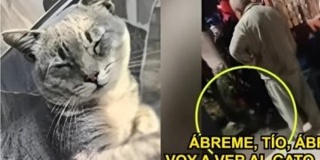 Hombre mata a palazos a gatito en La Victoria: vecinos piden que sujeto no sea liberado