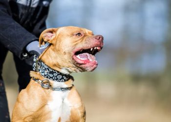 Menor de cuatro años termina con el rostro desfigurado tras ataque de un perro en Arequipa
