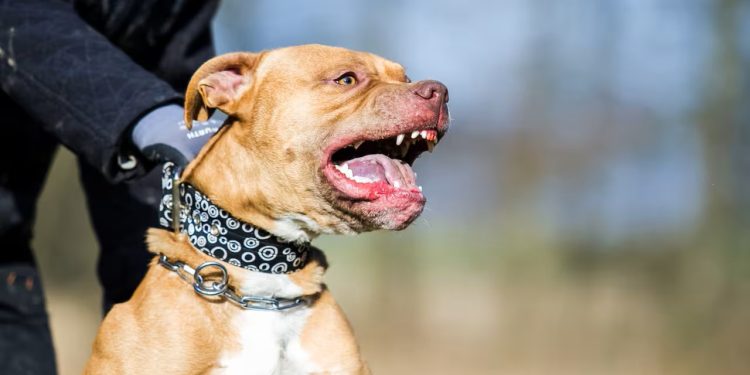 Menor de cuatro años termina con el rostro desfigurado tras ataque de un perro en Arequipa