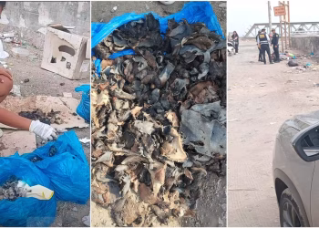 Ica: por cuarta vez hallan restos de perros sacrificados y alertan riesgo para la salud pública