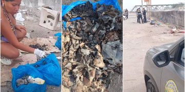 Ica: por cuarta vez hallan restos de perros sacrificados y alertan riesgo para la salud pública