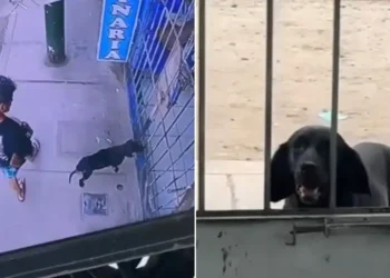 El instinto de supervivencia y el llamado a la empatía en San Juan de Lurigancho