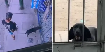 El instinto de supervivencia y el llamado a la empatía en San Juan de Lurigancho