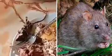 Restaurante es denunciado por servir rata en lugar de cuy en la ruta Pativilca-Huaraz