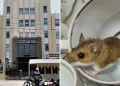 Alerta sanitaria: Leptospirosis deja 20 fallecidos y más de 3.000 contagios en el Perú