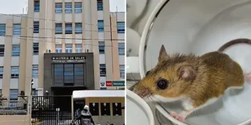 Alerta sanitaria: Leptospirosis deja 20 fallecidos y más de 3.000 contagios en el Perú