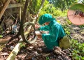 Fenómeno El Niño podría elevar el riesgo de dengue en Amazonas: Diresa advierte sobre nuevos criaderos