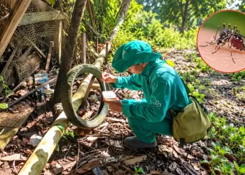 Fenómeno El Niño podría elevar el riesgo de dengue en Amazonas: Diresa advierte sobre nuevos criaderos