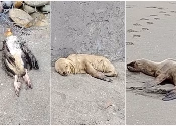 Chincha: hallan numerosas aves muertas y lobos marinos agonizantes en playa Cruz Verde
