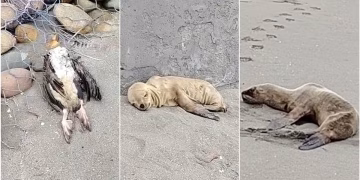 Chincha: hallan numerosas aves muertas y lobos marinos agonizantes en playa Cruz Verde