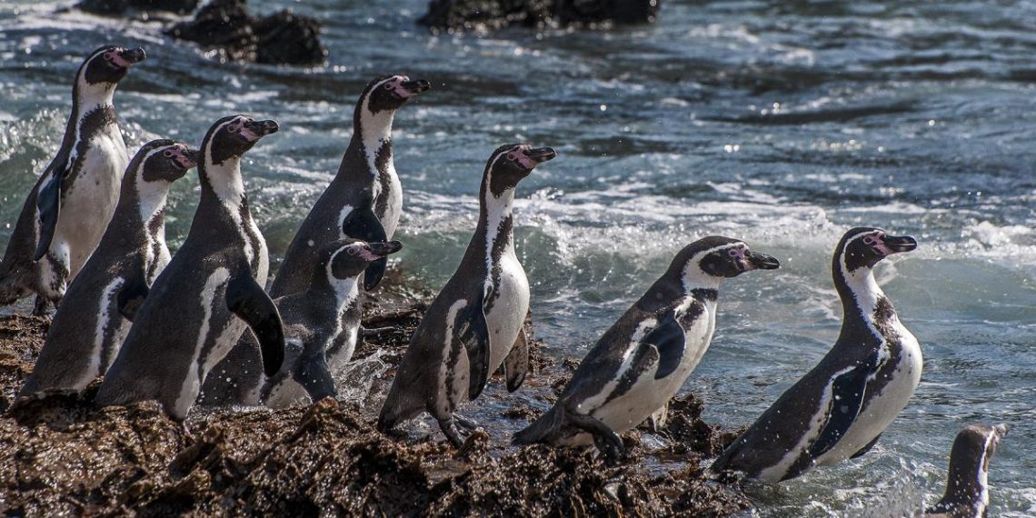Pisco: pingüinos de Humboldt dejan sus nidos, huevos y polluelos tras efectos de los eventos climáticos