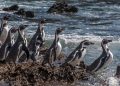 Pisco: pingüinos de Humboldt dejan sus nidos, huevos y polluelos tras efectos de los eventos climáticos