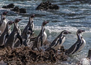 Pisco: pingüinos de Humboldt dejan sus nidos, huevos y polluelos tras efectos de los eventos climáticos