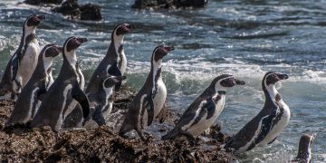 Pisco: pingüinos de Humboldt dejan sus nidos, huevos y polluelos tras efectos de los eventos climáticos